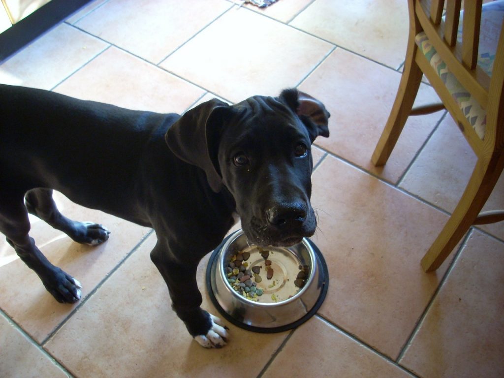 Karma dla psa: jak go karmić?